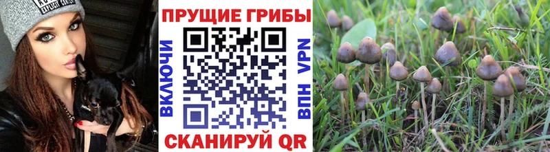 Галлюциногенные грибы MAGIC MUSHROOMS  Купить закладки  Видное 